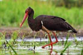 Bocian czarny, hajstra (Ciconia nigra) –... - Jerzy Orchowski ...