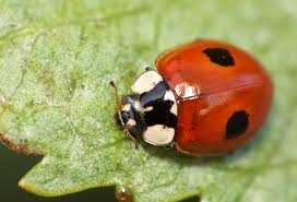 Biedronka dwukropka (Adalia bipunctata) – polimorfizm za 130 zł ...