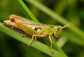 Skoczek zielony (Omocestus viridulus) – a oto i „konik polny ...