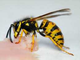 Osy (Vespula spp.) – natrętne, ale potrzebne | Świat Makro.com