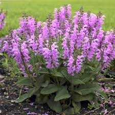 Szałwia łąkowa 'Pretty in Pink' Salvia pratensis| Albamar