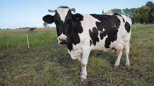 Krowa przez przypadek naruszyła granicę. Zbierają podpisy, aby ją ocalić.