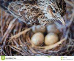 Wróbel Z Jajkami W Gniazdeczku Zdjęcie Stock - Obraz złożonej z szczeg, ptak: 105540796