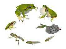 Aktywna Sieć: Cykl rozwojowy żaby - lekcja otwarta w ramach "Aktywnej sieci"
